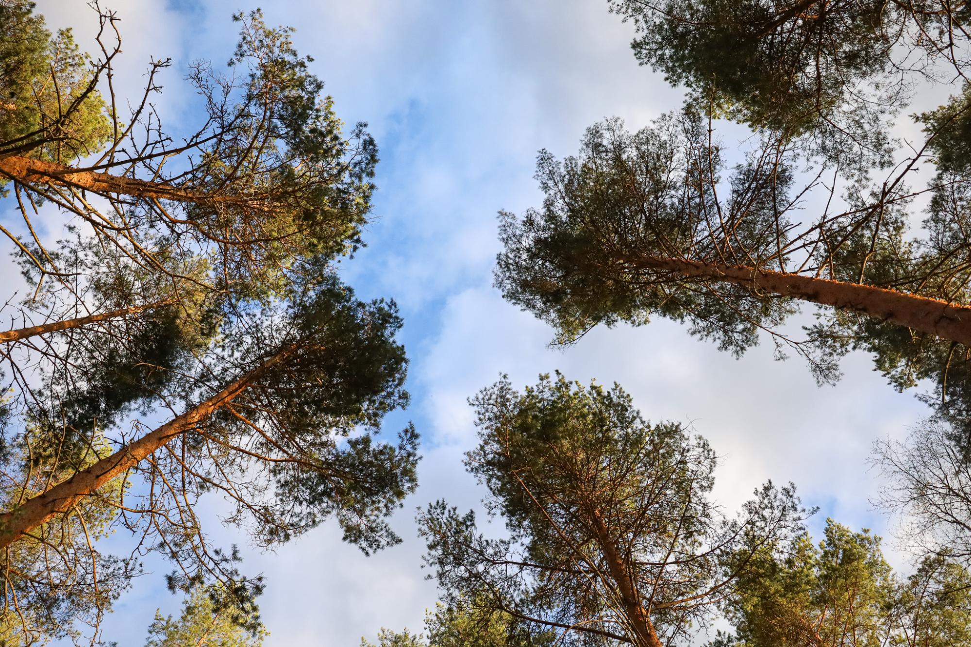 Luonnonarvokauppa tarjoaa uusia mahdollisuuksia maanomistajille – MTK ja metsänhoitoyhdistykset mukana kehittämässä kasvavaa markkinaa